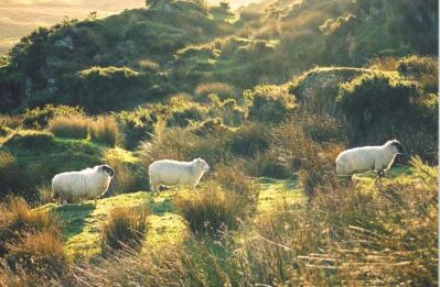 Sheep - © 2001 by Reinou Kieboom